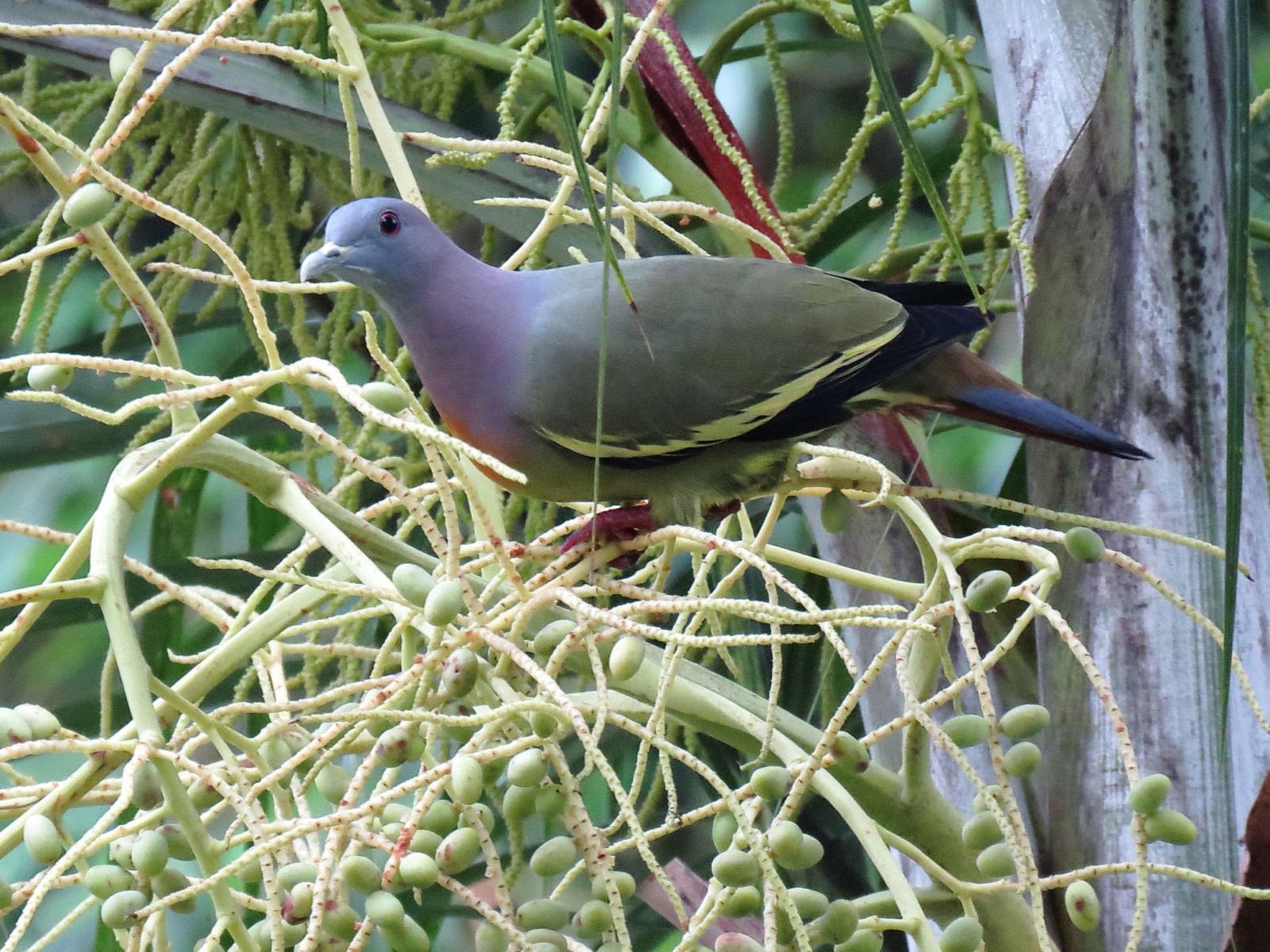 image Pink-necked Green-Pigeon